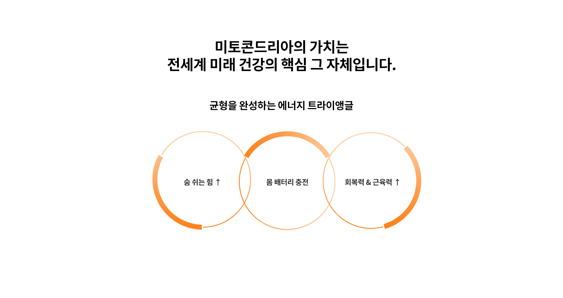 미토콘드리아활성화