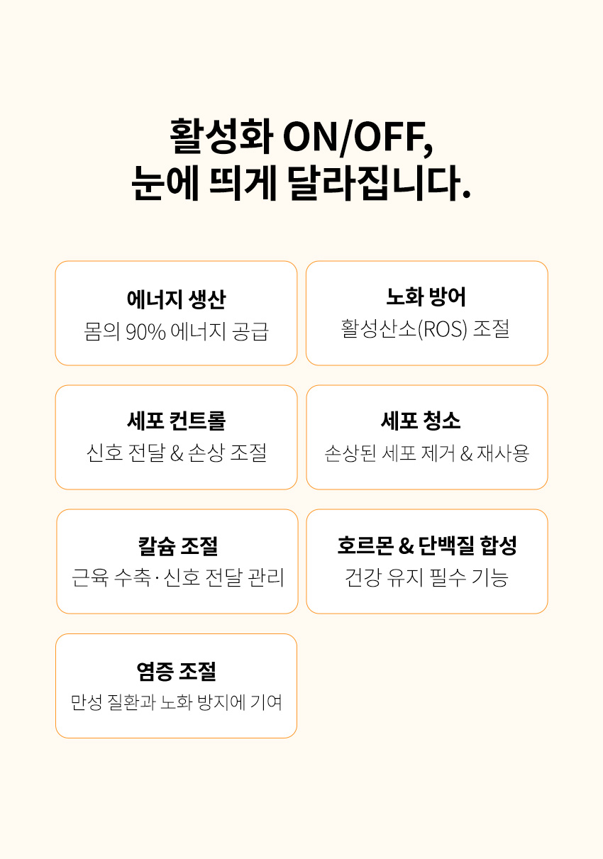 미토콘드리아활성화